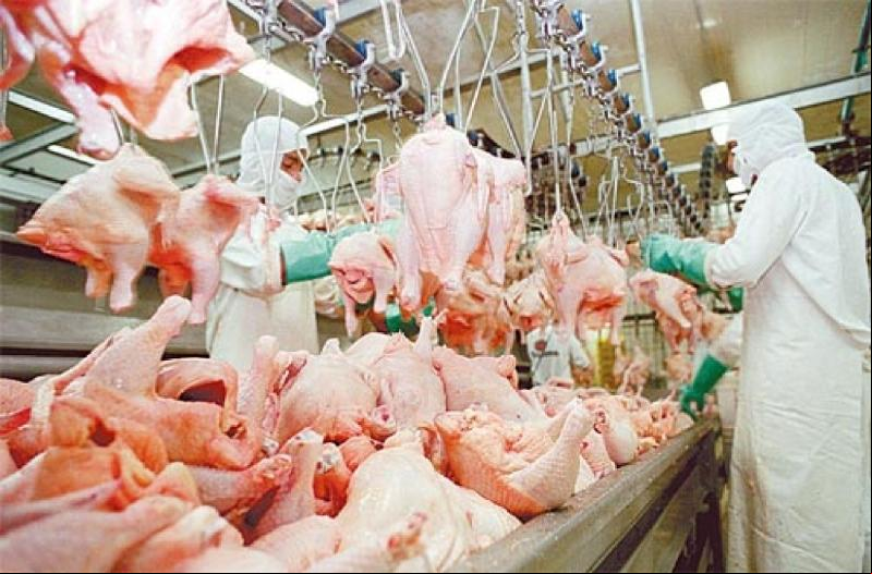 Produção de aves em MS